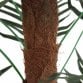 Artificial Palm Tree Plant 100cm Indoor Outdoor Decoration