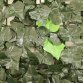Artificial Ivy Leaf Screen Roll Hedge Garden Fence 1m x 3m