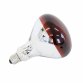 Poultry Heat Incubator Lamp 175W w. Red Bulb For Chicks/Puppies